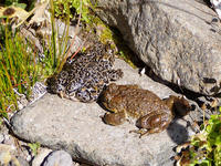 : Bufo canorus; Yosemite Toad