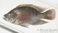 : Oreochromis mossambicus