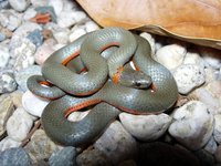 : Diadophis punctatus vandenburgii; Monterey Ringneck Snake