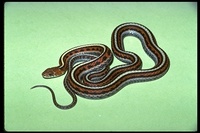 : Thamnophis sirtalis tetrataenia; San Francisco Garter Snake