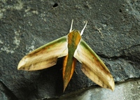 : Theretra nessus; Yam Hawk Moth