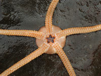: Ophioplocus esmarki; Esmark's Brittle Star