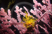 : Tubularia sp.; Yellow Hydroid;