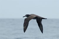 Black-footed Albatross. 14 October 2006. Photo by Earl Orf