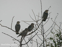 갯벌과 Mangrove 숲 사이에서 겨울을 나는 듯, 그들(Silky Starlings)이 가고 쉬는 곳은 정해져 있는 듯 했구요.