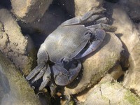 Pachygrapsus marmoratus - Marbled Rock Crab