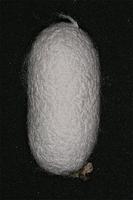 Bombyx mori - Domestic Silkmoth