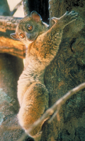 Sportive lemur (Lepilemur mustelinus)