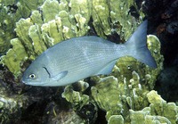 Kyphosus incisor, Yellow sea chub: fisheries, gamefish