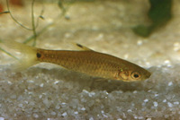 Barbus leonensis, : aquarium