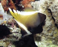 Heniochus varius, Horned bannerfish: fisheries, aquarium