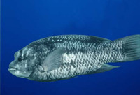 Bodianus eclancheri, Harlequin wrasse: aquarium