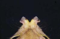 Image of: Nyctimene rabori (Philippine tube-nosed fruit bat)