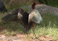 Plegadis falcinellus - Glossy Ibis