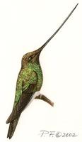 Image of: ensifera ensifera (sword-billed hummingbird)