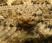 Image of: Crotalus mitchelli (speckled rattlesnake)