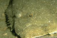 Syacium papillosum - Dusky Flounder