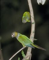 Maroon-tailed Parakeet (Pyrrhura melanura) photo