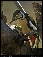 Himalayan Woodpecker - Dendrocopos himalayensis