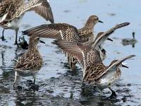 Sharp-tailed Sandpipers