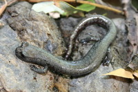 : Batrachoseps campi; Inyo Mountains Slender Salamander