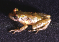 : Pristimantis mendax