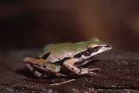 : Pseudacris ornata; Ornate Chorus Frog