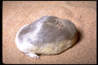 : Eremitalpa granti; Grant's Desert Golden Mole