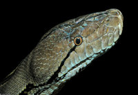 : Python reticulatus; Reticulated Python