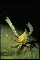: Loxorhynchus crispatus; Decorator Crab