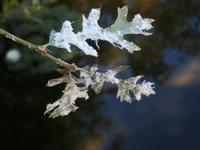 : Stegophylla querci; Woolly Oak Aphid;