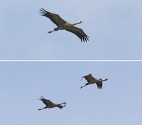 Common Cranes Grus grus