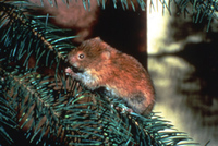 Northern Red-backed Vole, Clethrionomys rutilus