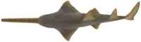 Freshwater Sawfish - Pristis microdon