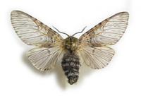 Lepidoptera - Butterflies and moths