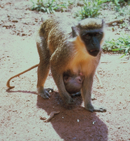 Green monkey (Chlorocebus sabaeus)
