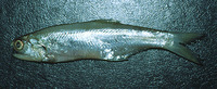 Lycengraulis grossidens, Atlantic sabretooth anchovy: fisheries
