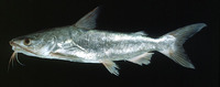 Plicofollis tenuispinis, Thinspine sea catfish: fisheries