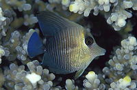 Zebrasoma scopas, Twotone tang: aquarium