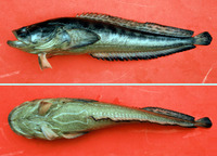 Porichthys porosissimus, : fisheries