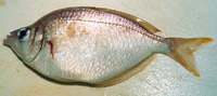 Parequula melbournensis, Silverbelly: