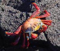 Image of: Grapsus grapsus (sally lightfoot crab)