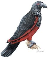 Image of: Psittrichas fulgidus (Pesquet's parrot)
