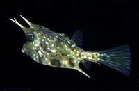 Image of: Lactoria cornuta (horned boxfish)