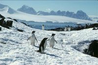 Photo: Cormorant Island Penguins