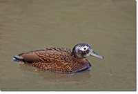 Laysan Duck - Anas laysanensis