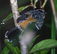 Ochre-rumped Antbird - Drymophila ochropyga