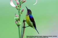 Plain-throated Sunbird - Anthreptes malacensis