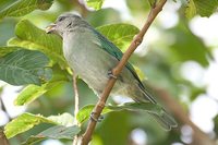 Azure-shouldered Tanager - Thraupis cyanoptera