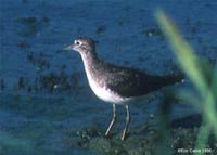 Solitary Sandpiper at MSP 1986 © Eric Caine